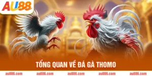 Tổng quan về đá gà Thomo