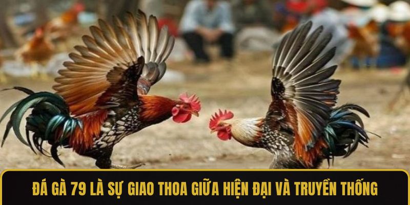 Đá gà 79 là sự giao thoa giữa hiện đại và truyền thống