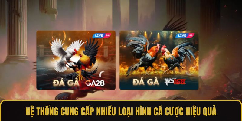 Hệ thống cung cấp nhiều loại hình cá cược hiệu quả